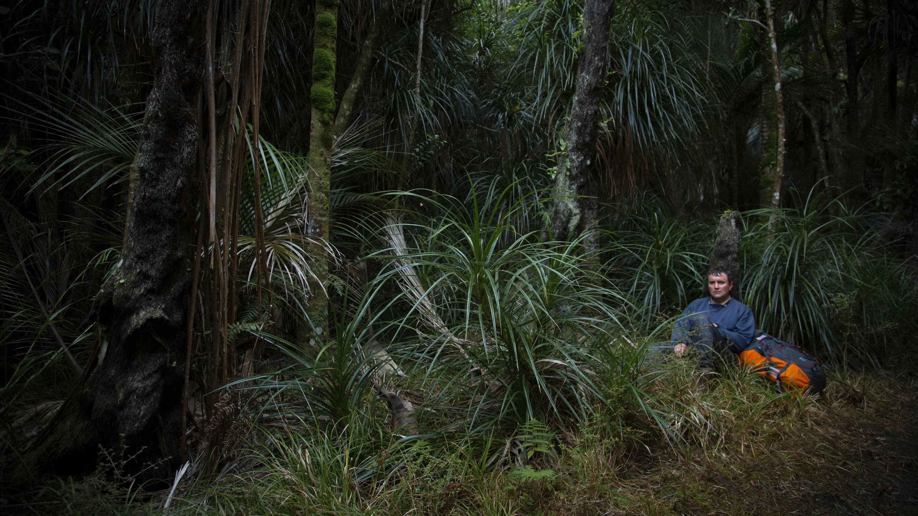 Loop Track: Mistério na Floresta
