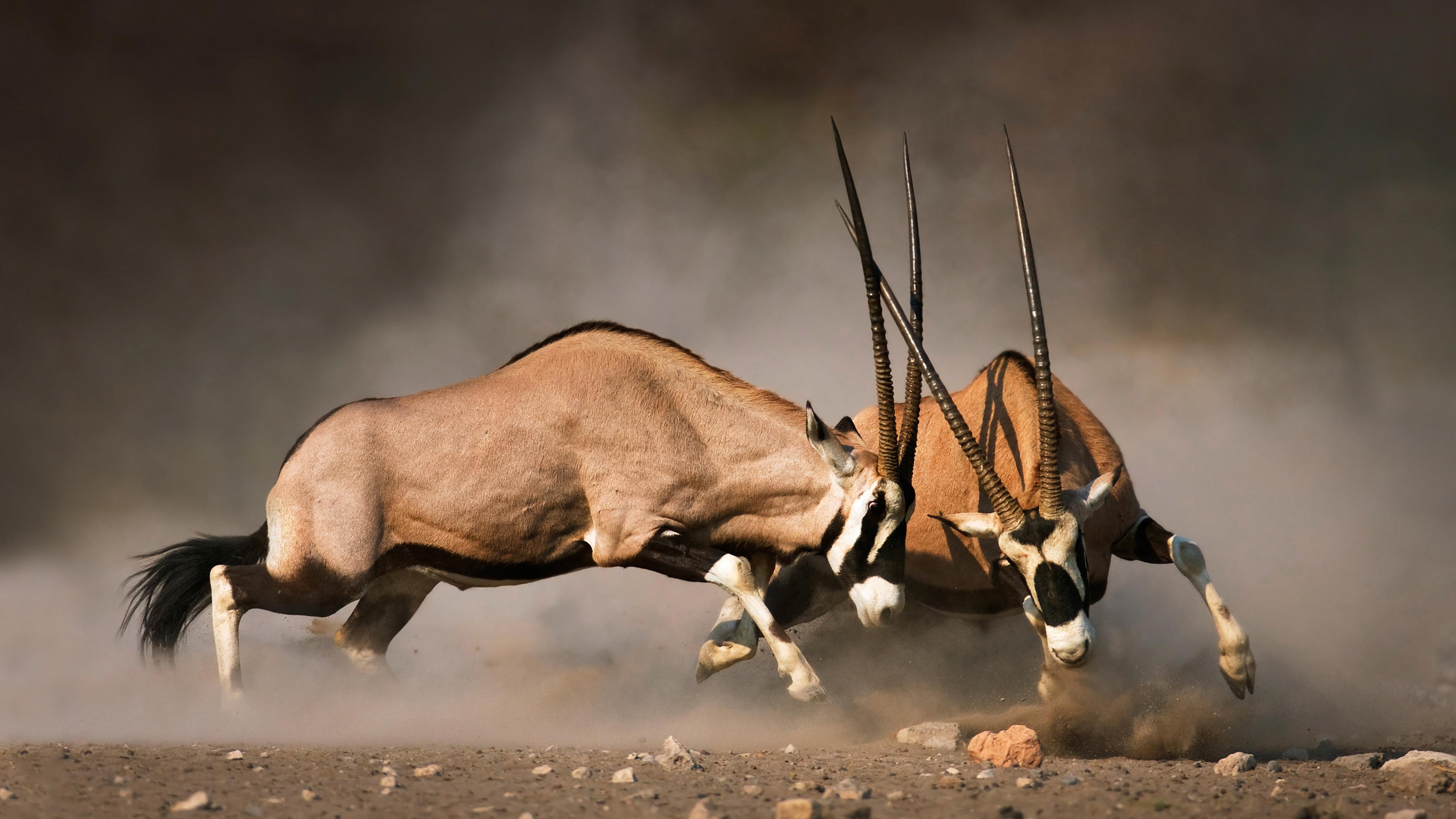 Clube da Luta Animal