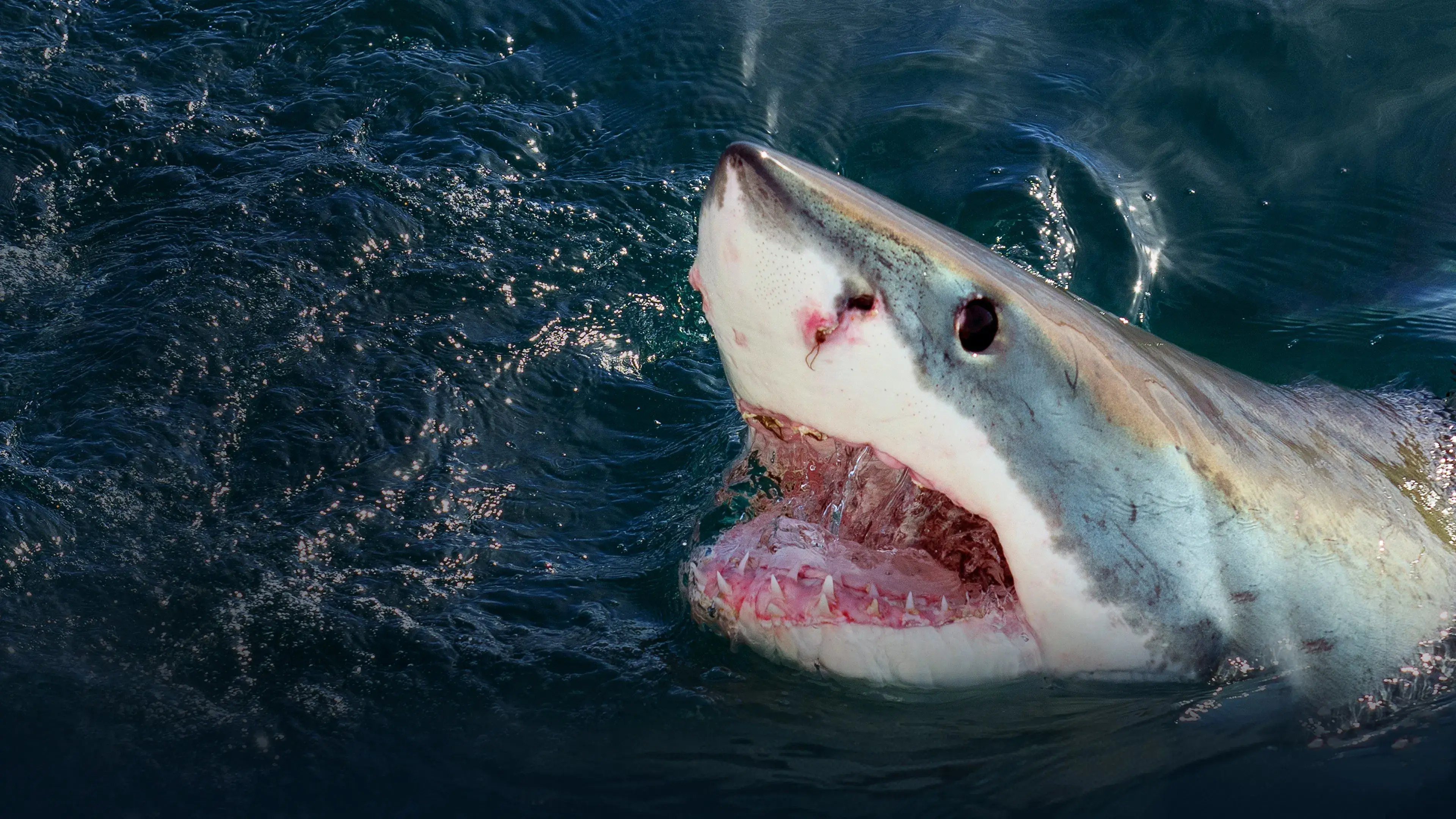 Quando os Tubarões Atacam