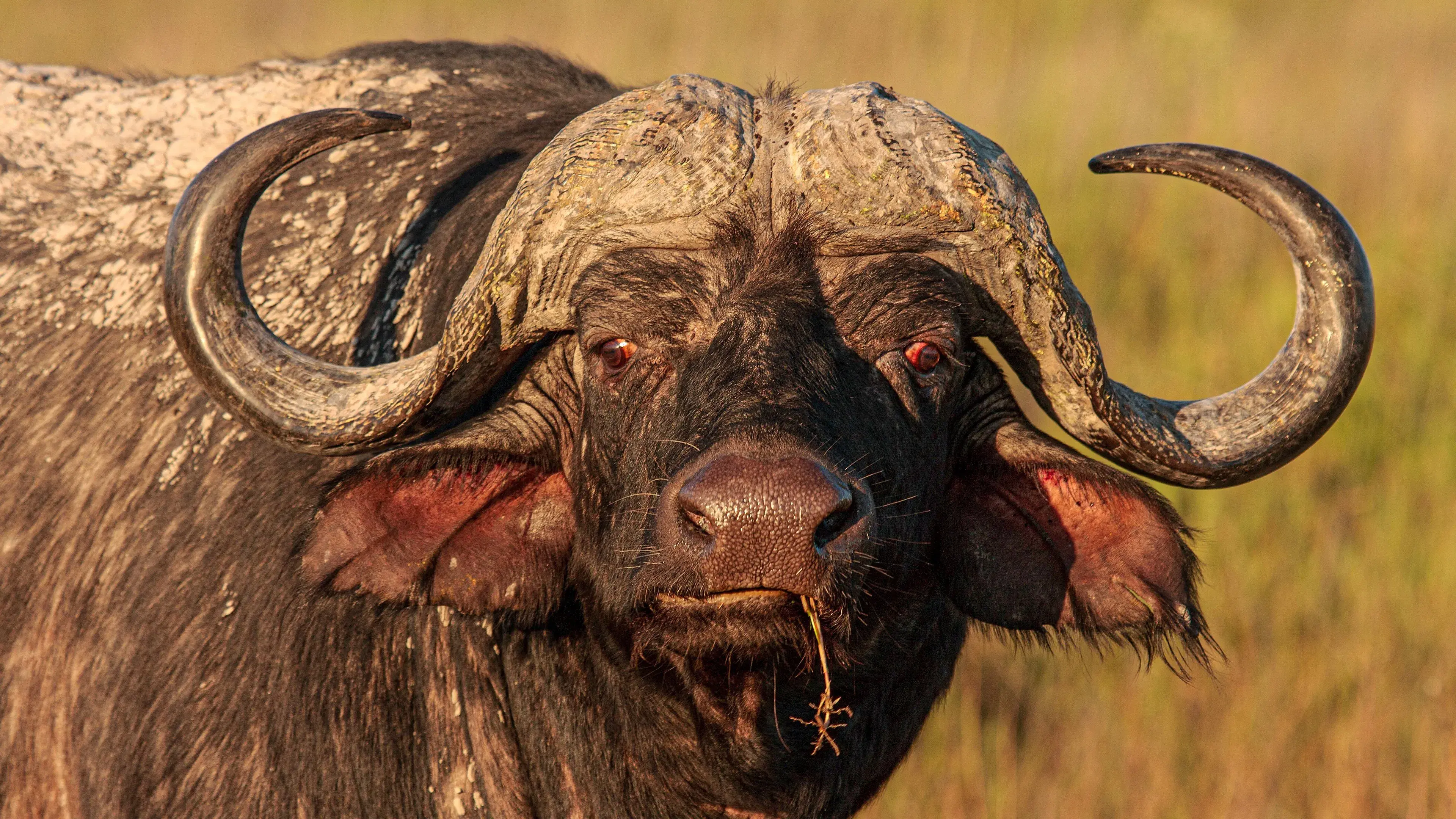 Fortaleza dos Búfalos: Leão vs. Búfalo