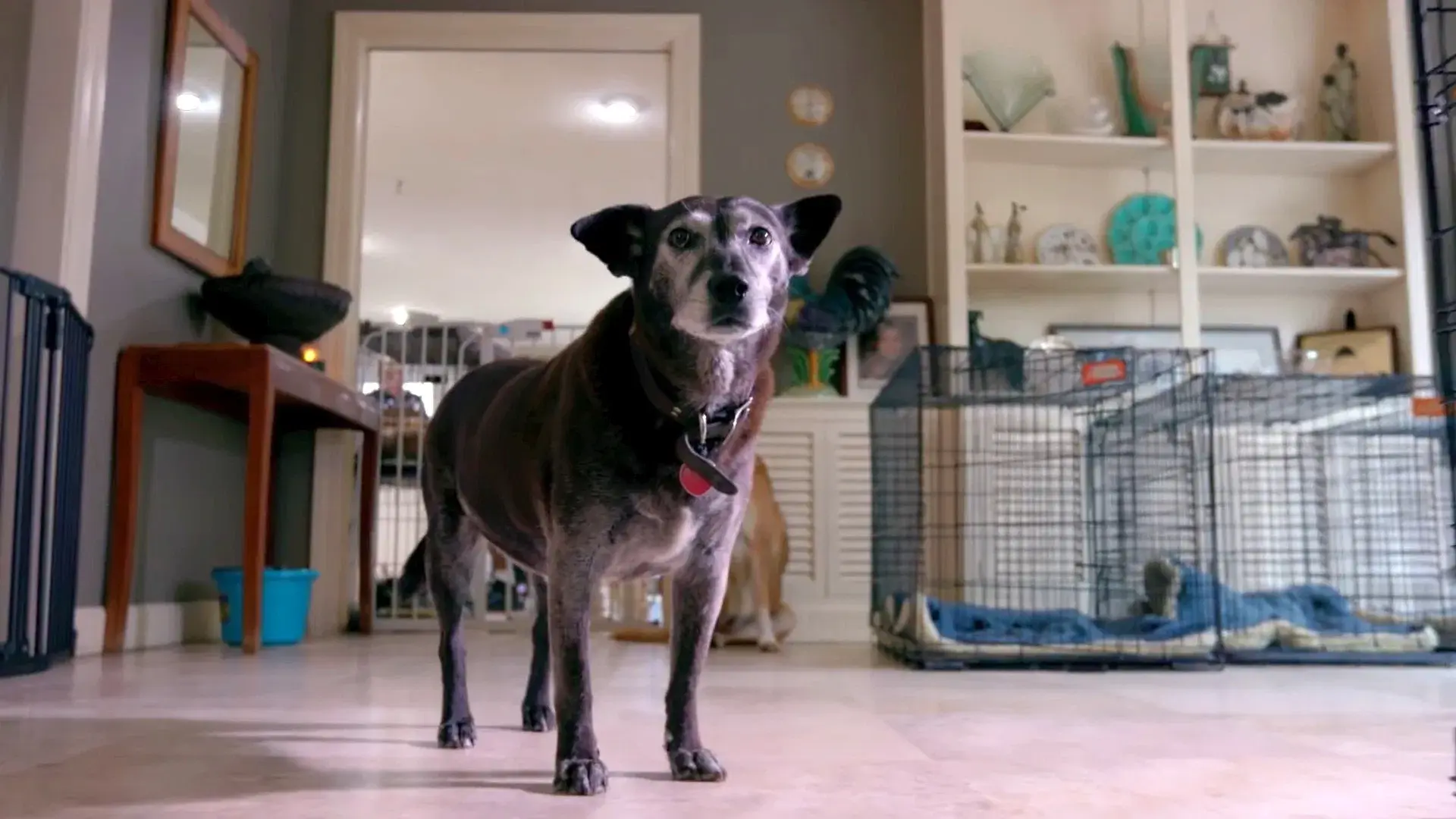 A Casa é dos Cachorros