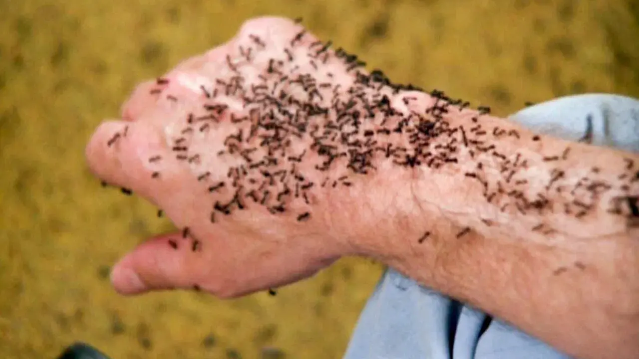 O ataque das formigas