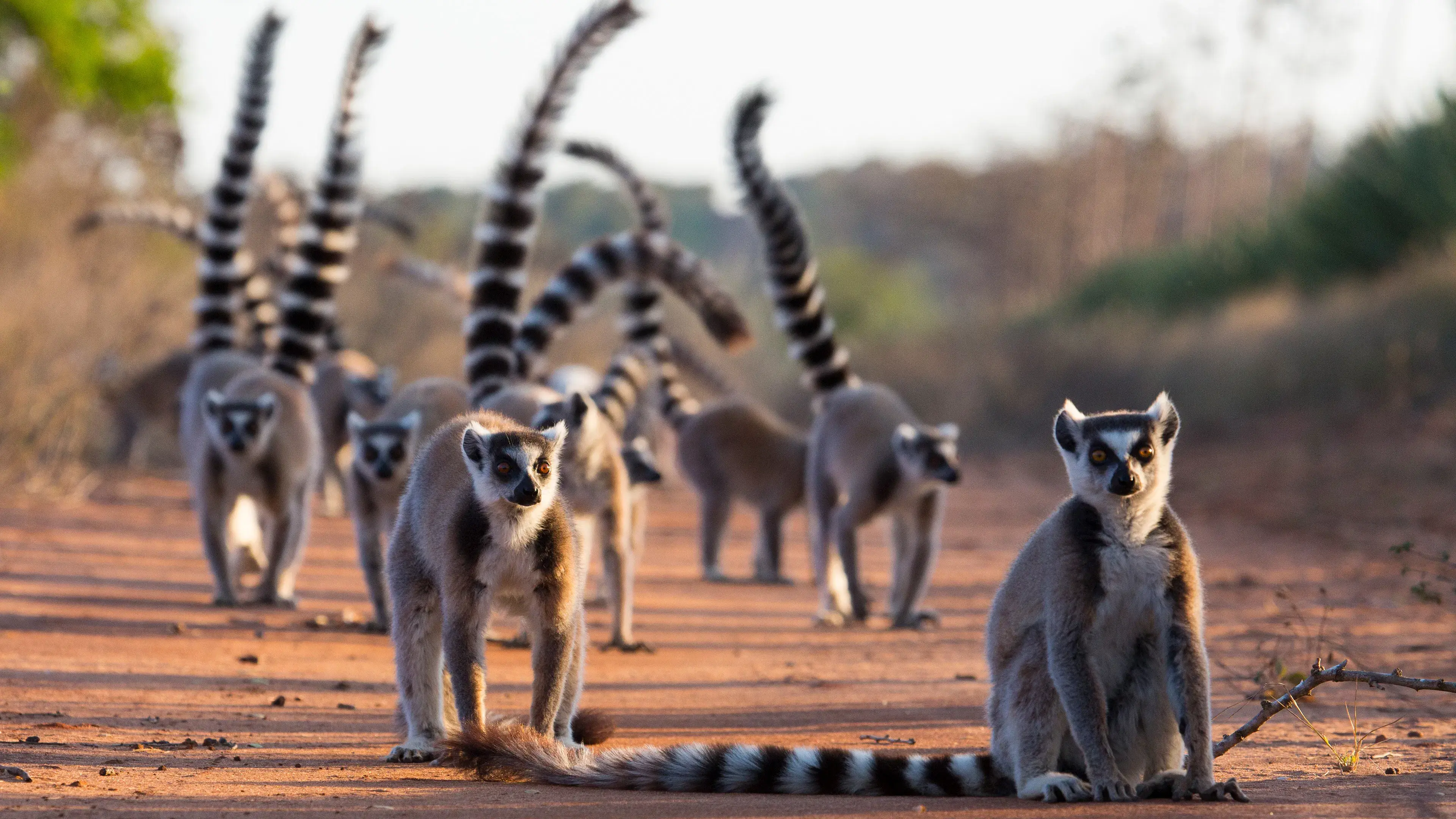 Gangues da Ilha Lemur