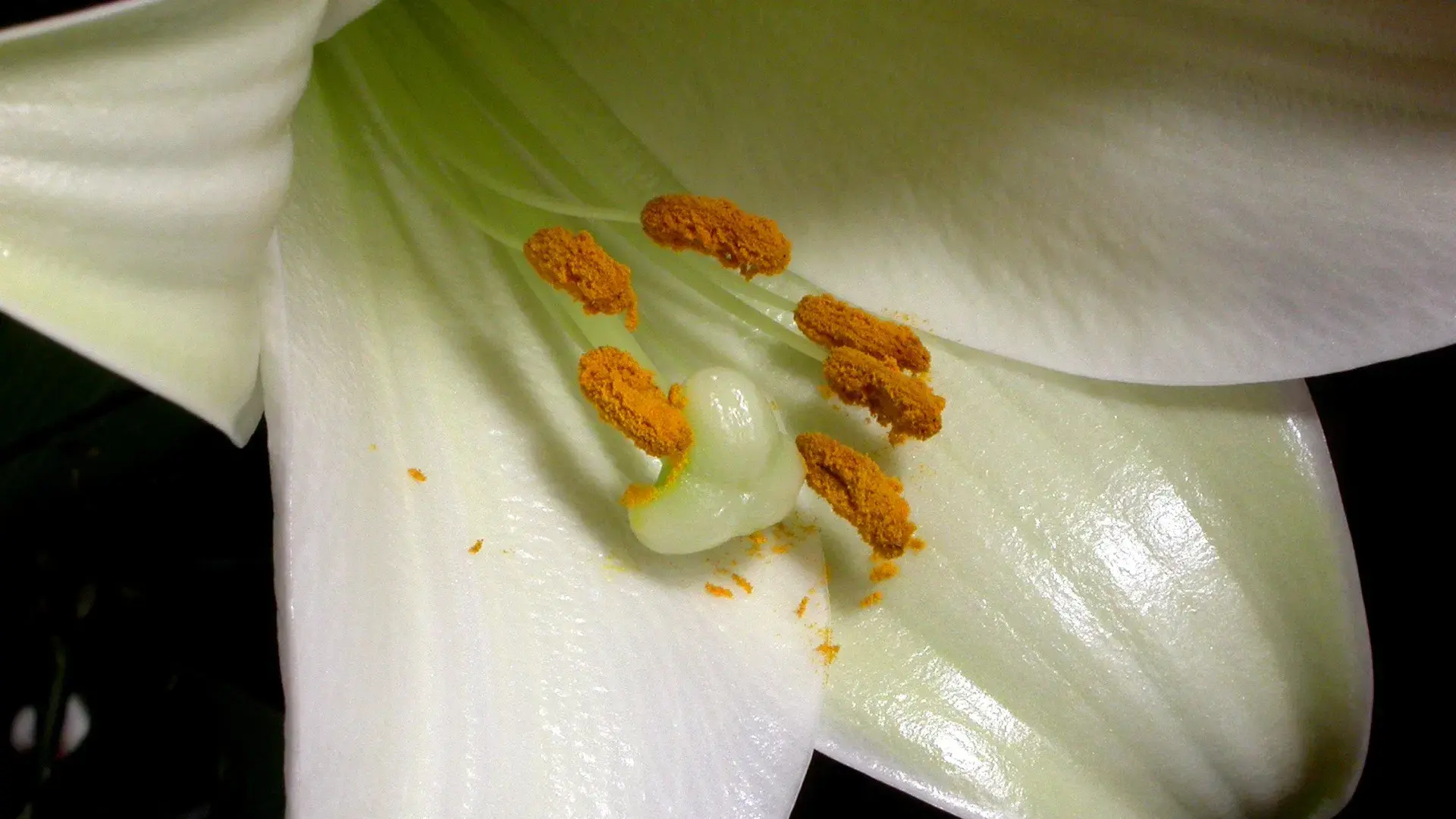 A Vida Secreta das Plantas