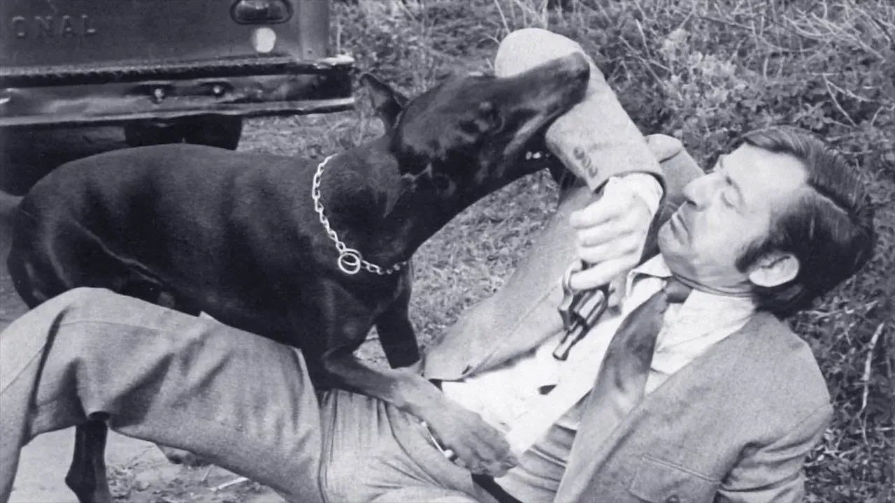 A Volta da Gangue dos Dobermans