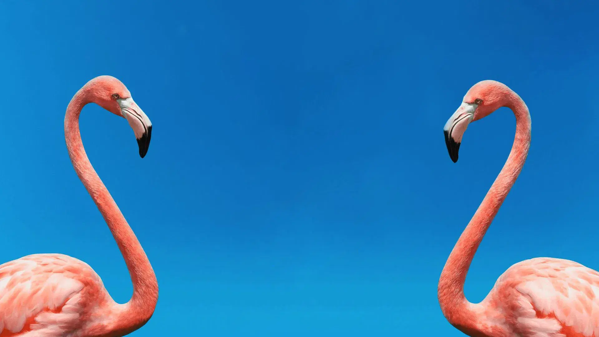 O Jogo do Acasalamento