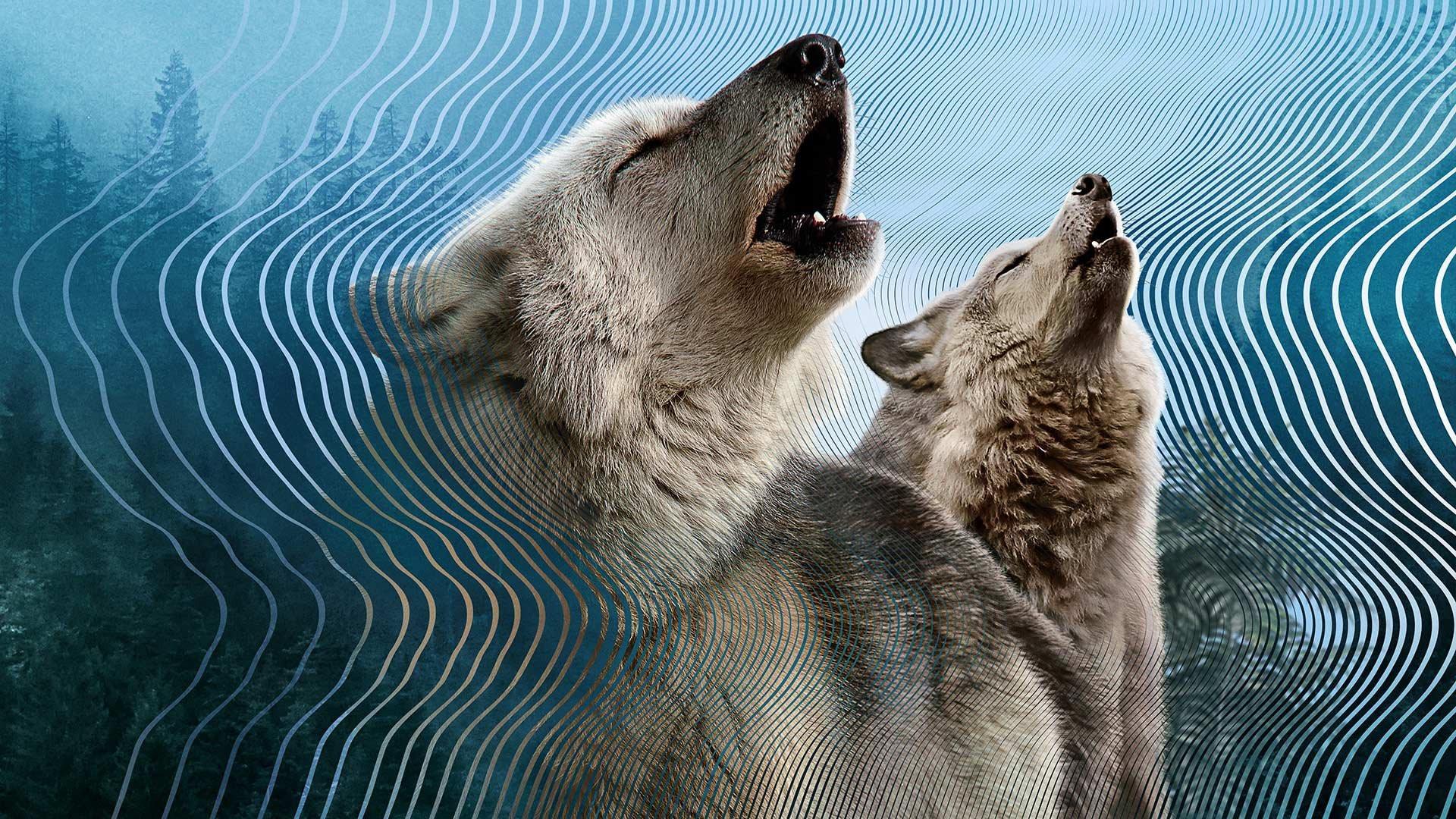 O Misterioso Mundo dos Sons