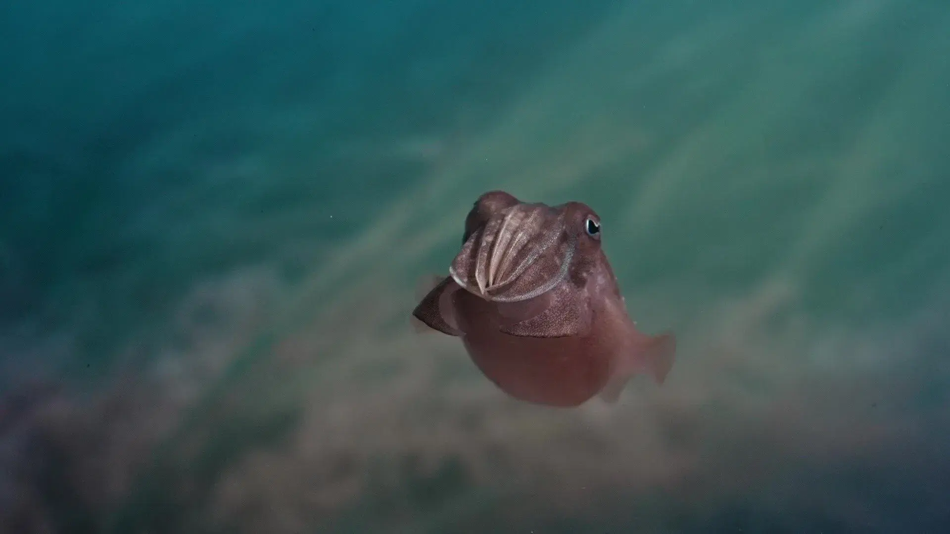 Sépia, l'odyssée d'une seiche