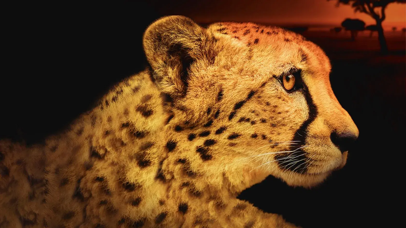 Predadores Africanos