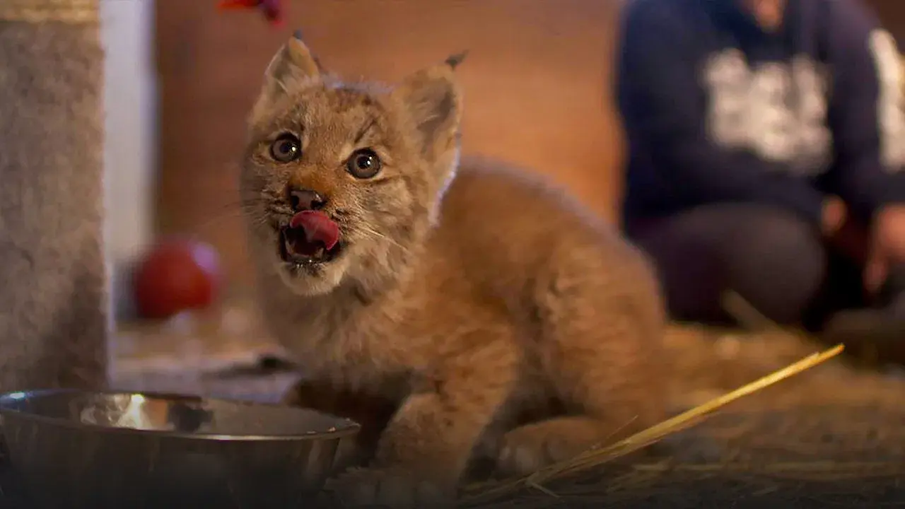 Alasca: Reabilitação Selvagem