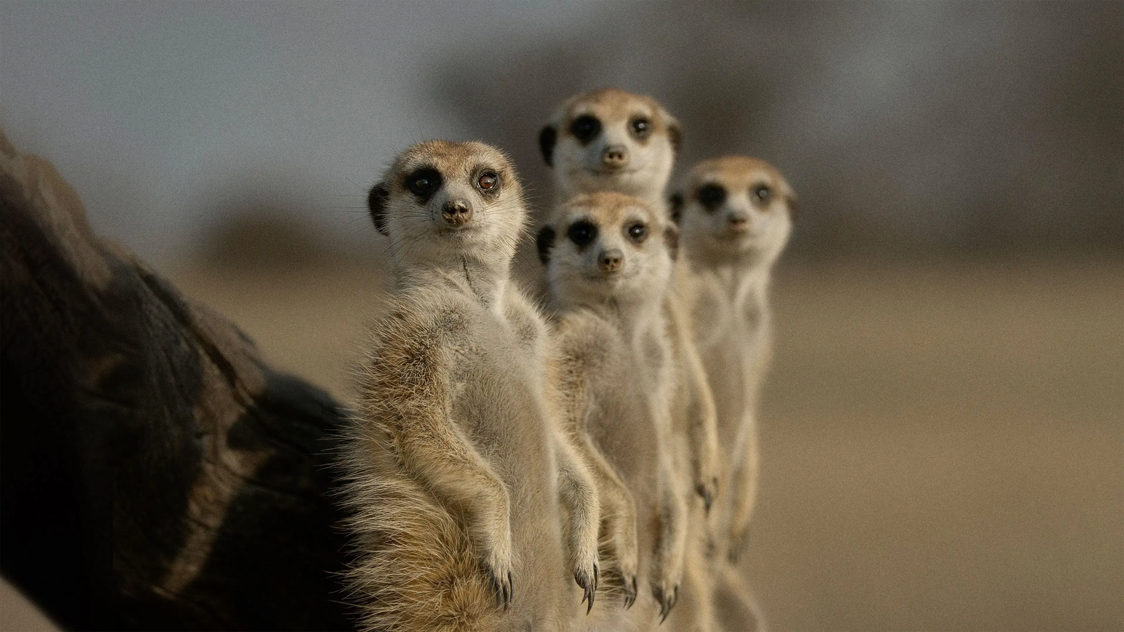 A Vida Secreta dos Animais