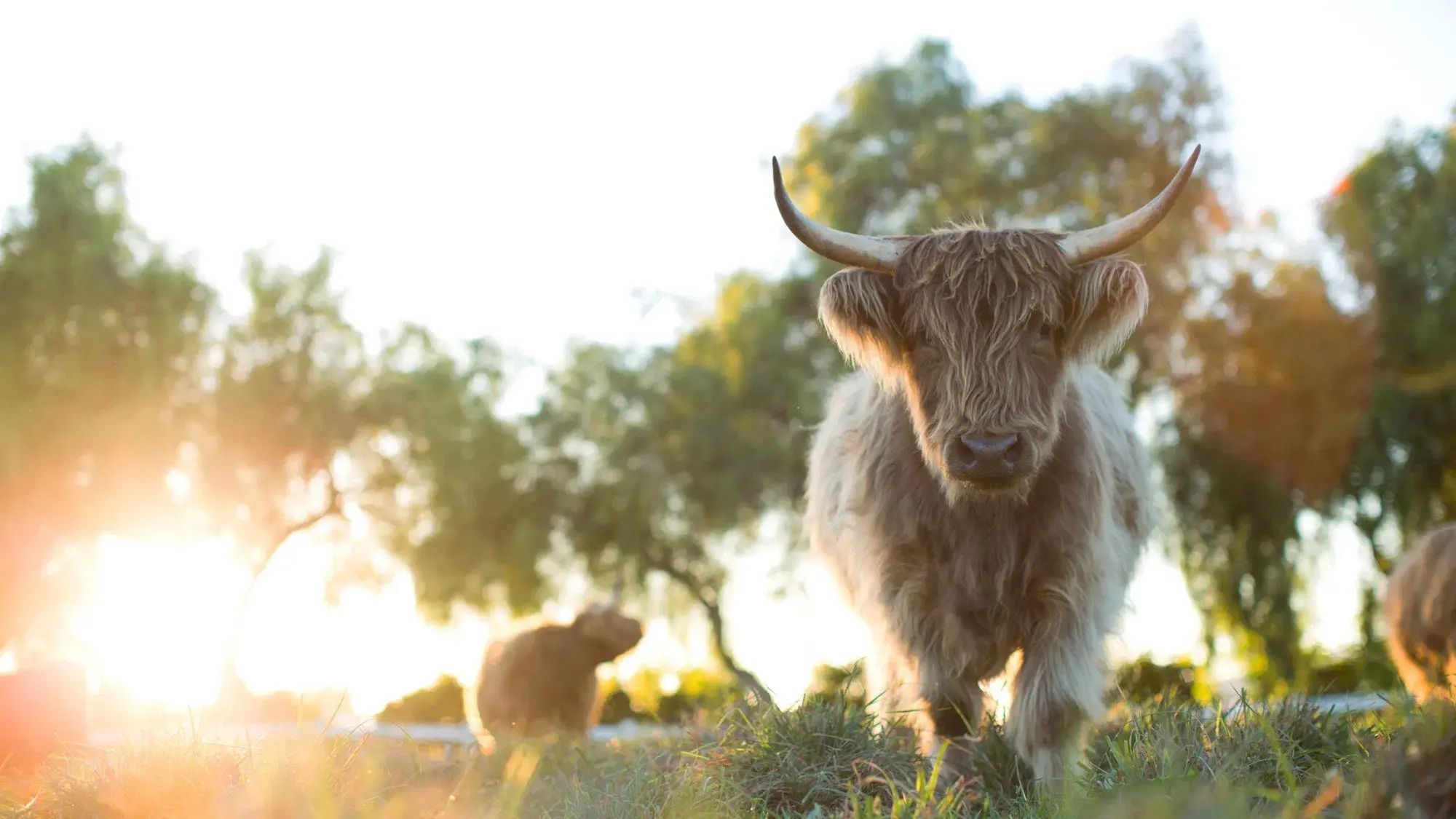 A Pequena Grande Fazenda: O Retorno