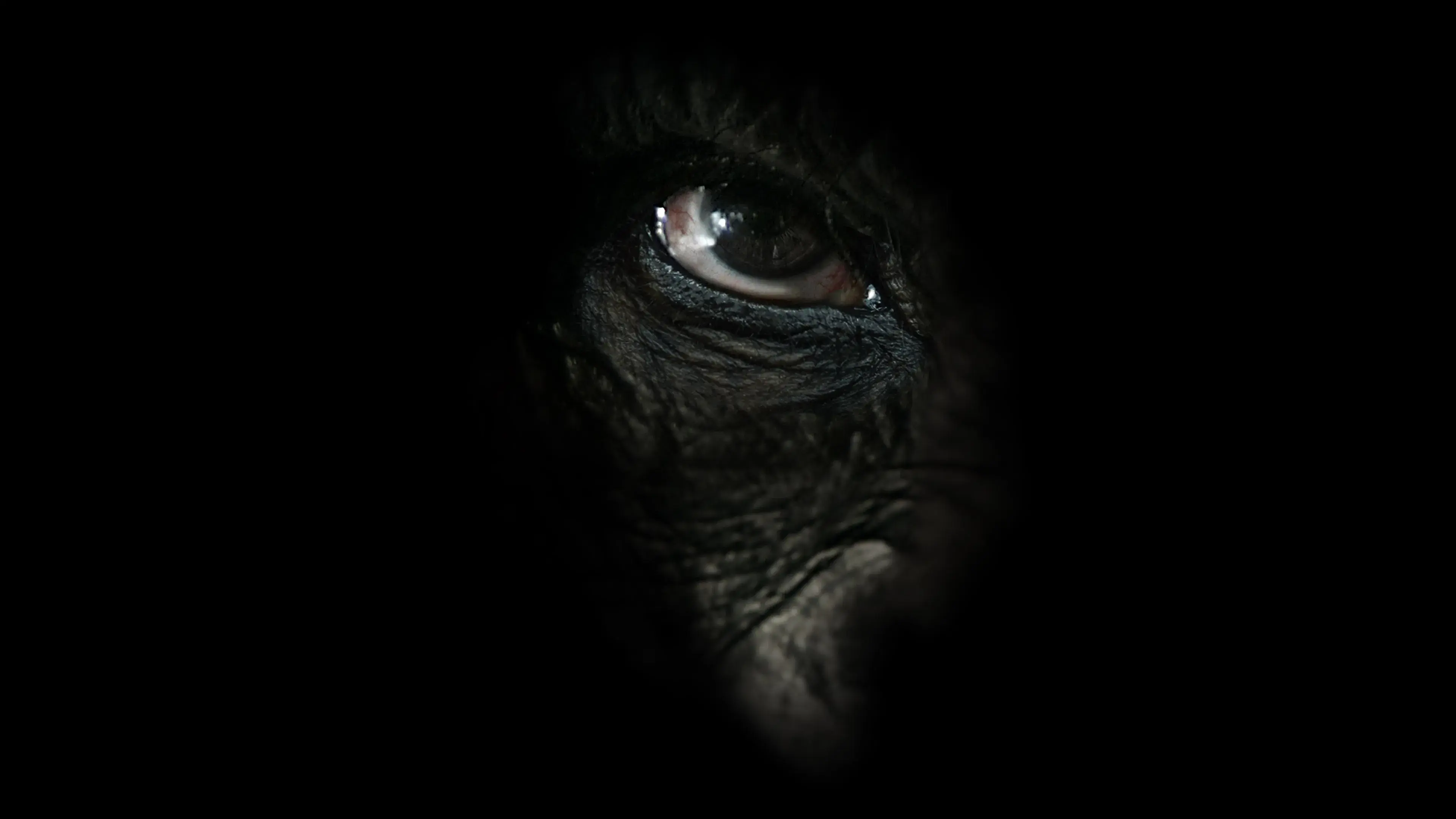 Chimpanzés Guerreiros de Uganda