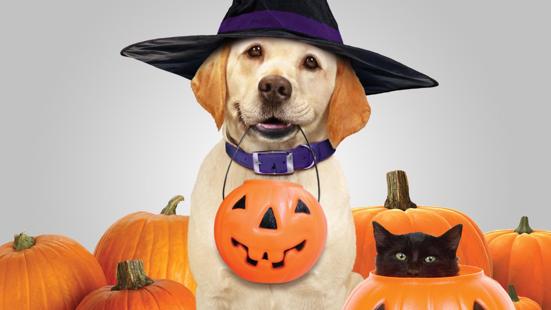 O Cachorro Que Salvou Halloween