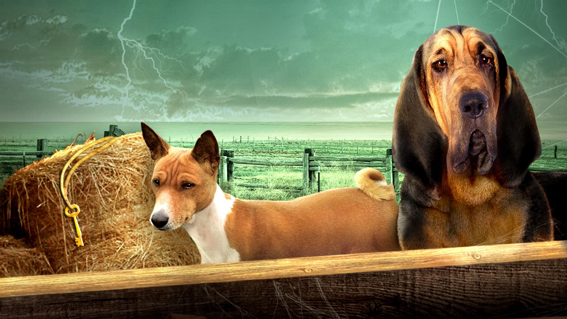 Trooper Em Busca do Tesouro Dourado