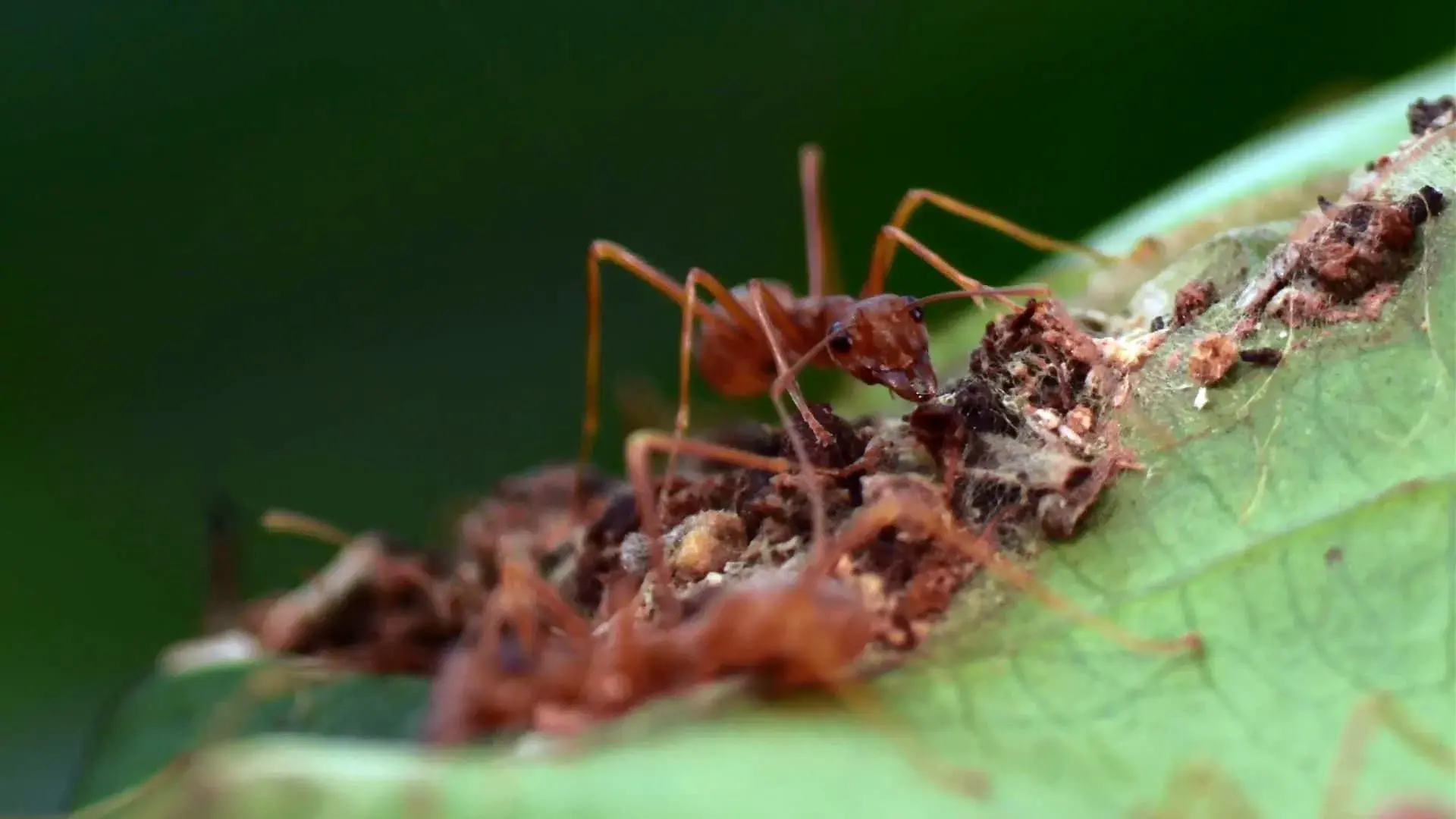 La Citadelle assiégée