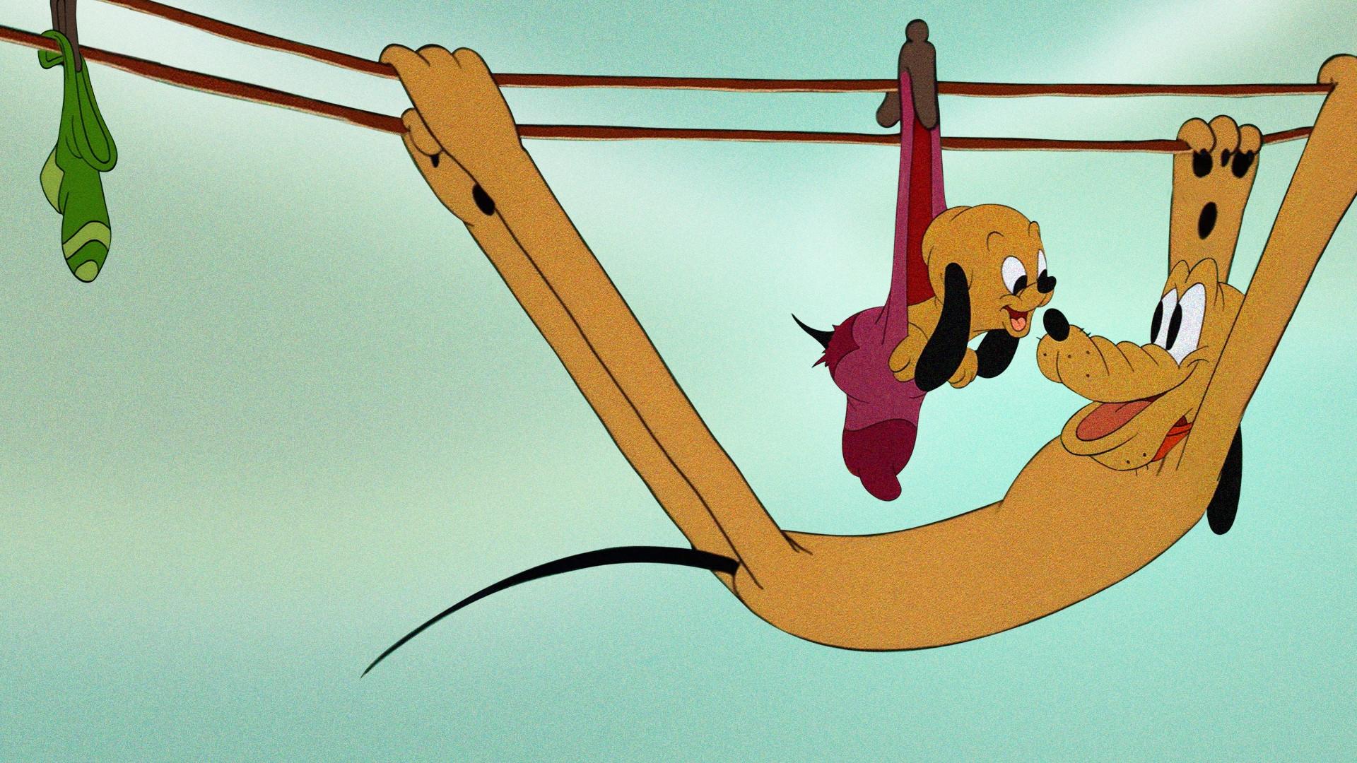 Cachorrinho & Cachorradas