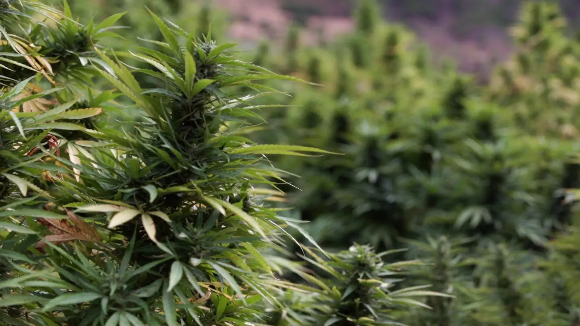 Who’s Getting Rich from Moroccan Hash?