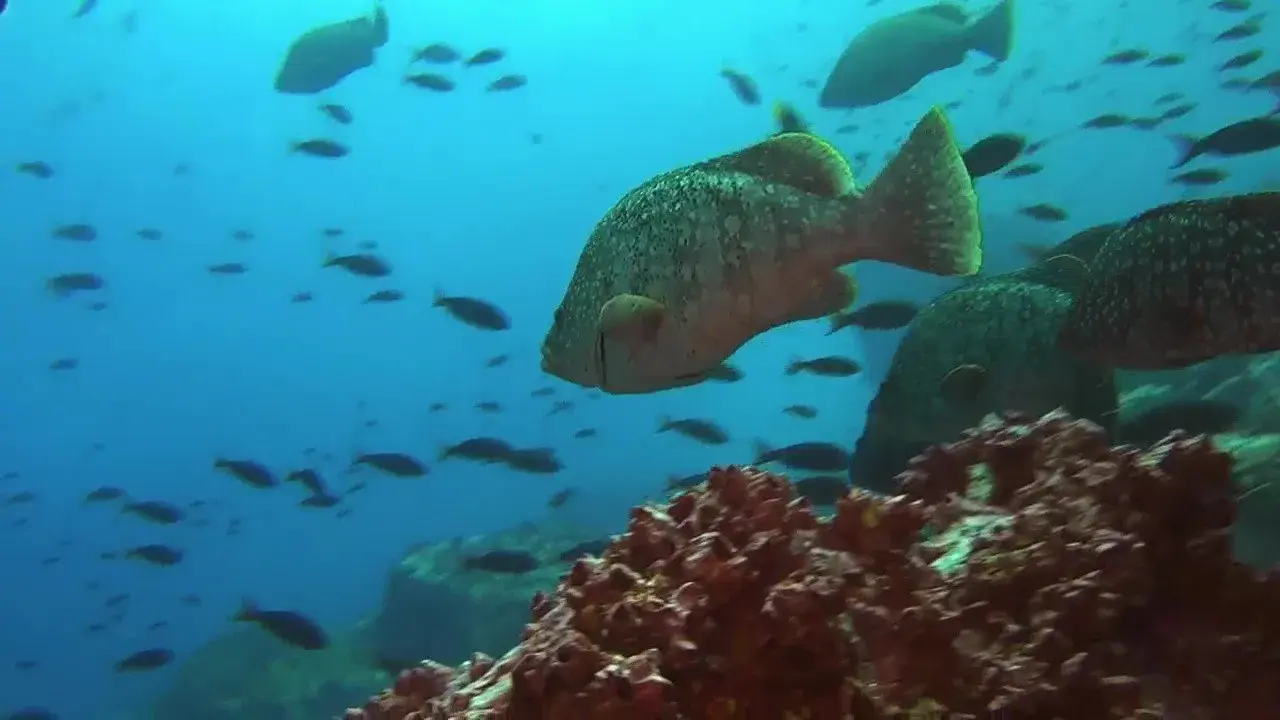 Predadores Perigosos - Os Mais Temidos Dos Oceanos