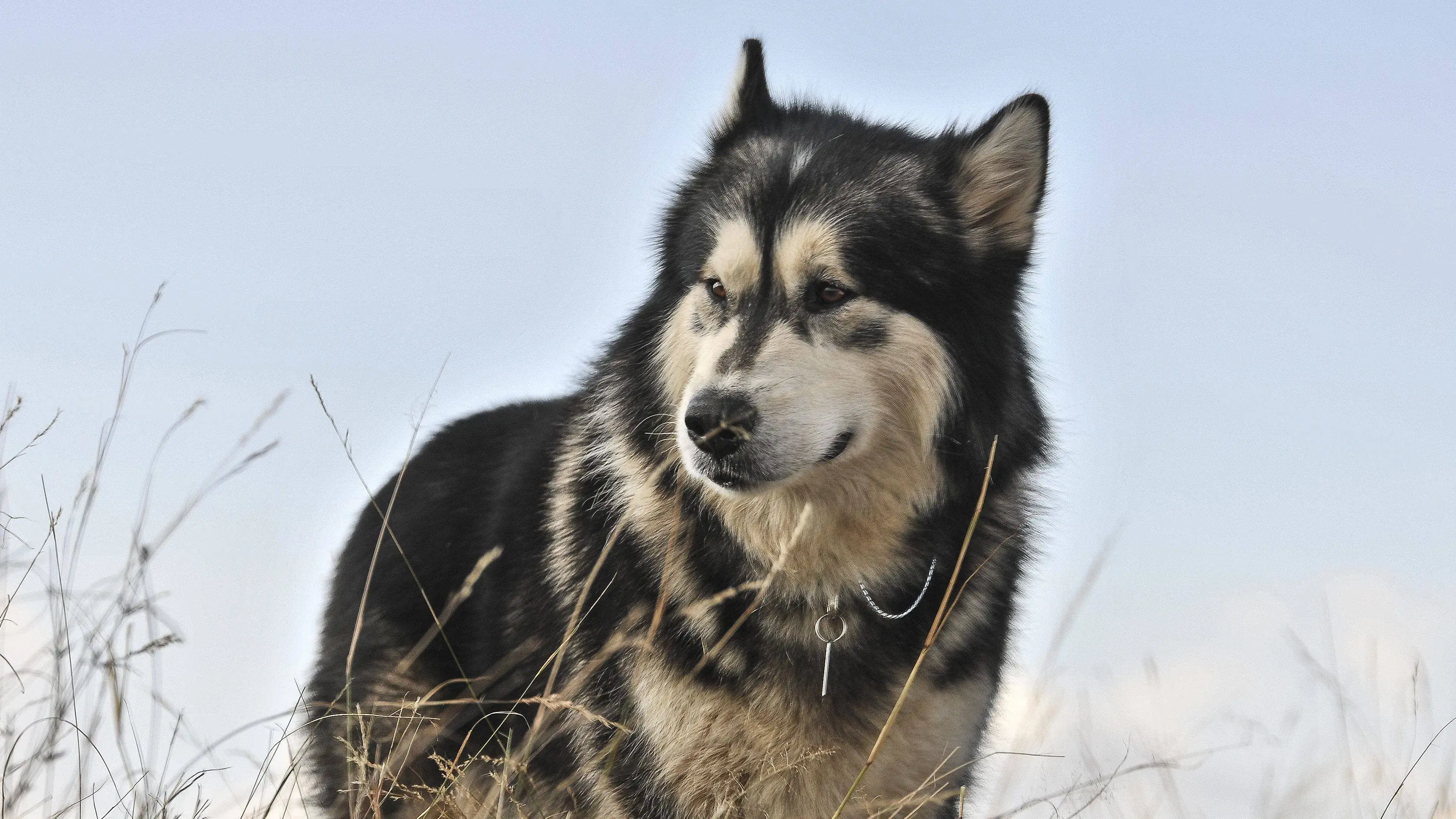 Uma Aventura Animal 2