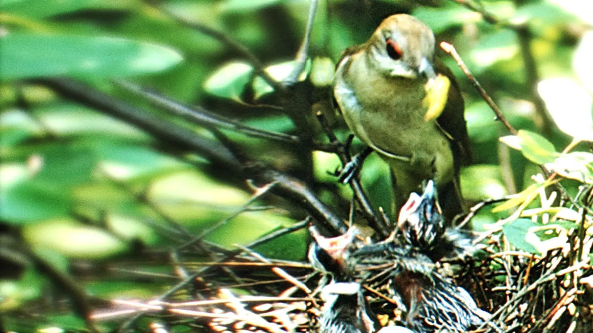 Sinfonia da Primavera