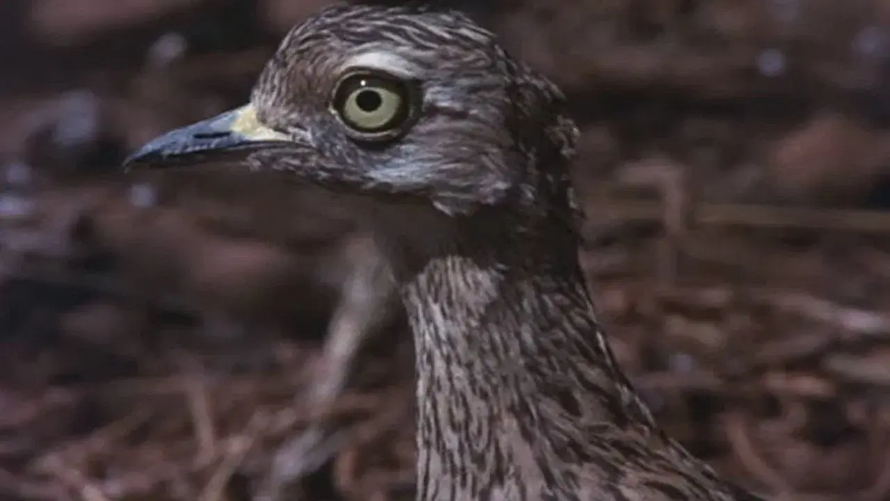 Os Animais Também São Seres Humanos