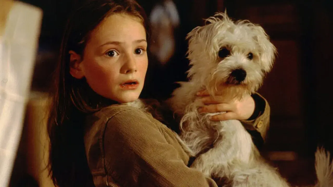 Meu Irmão Virou Um Cachorro