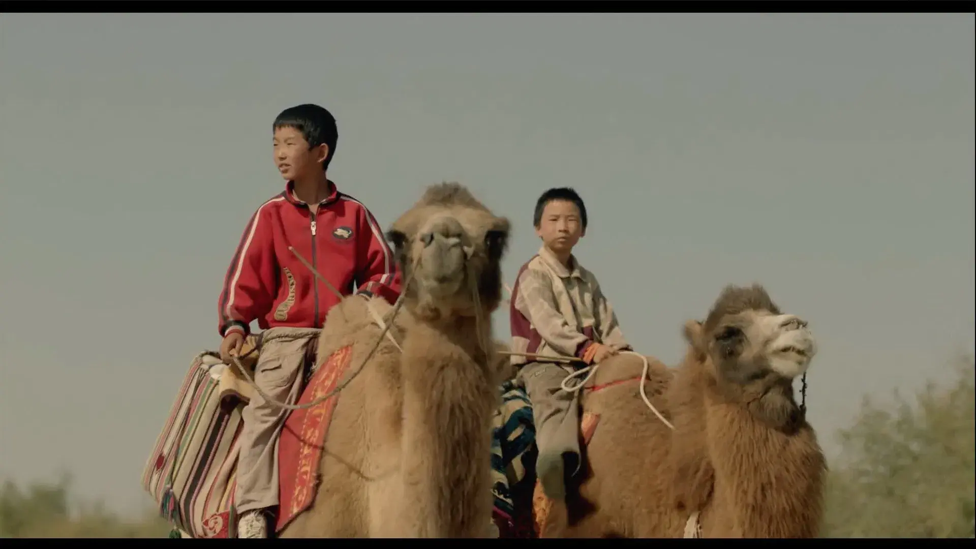 家在水草丰茂的地方