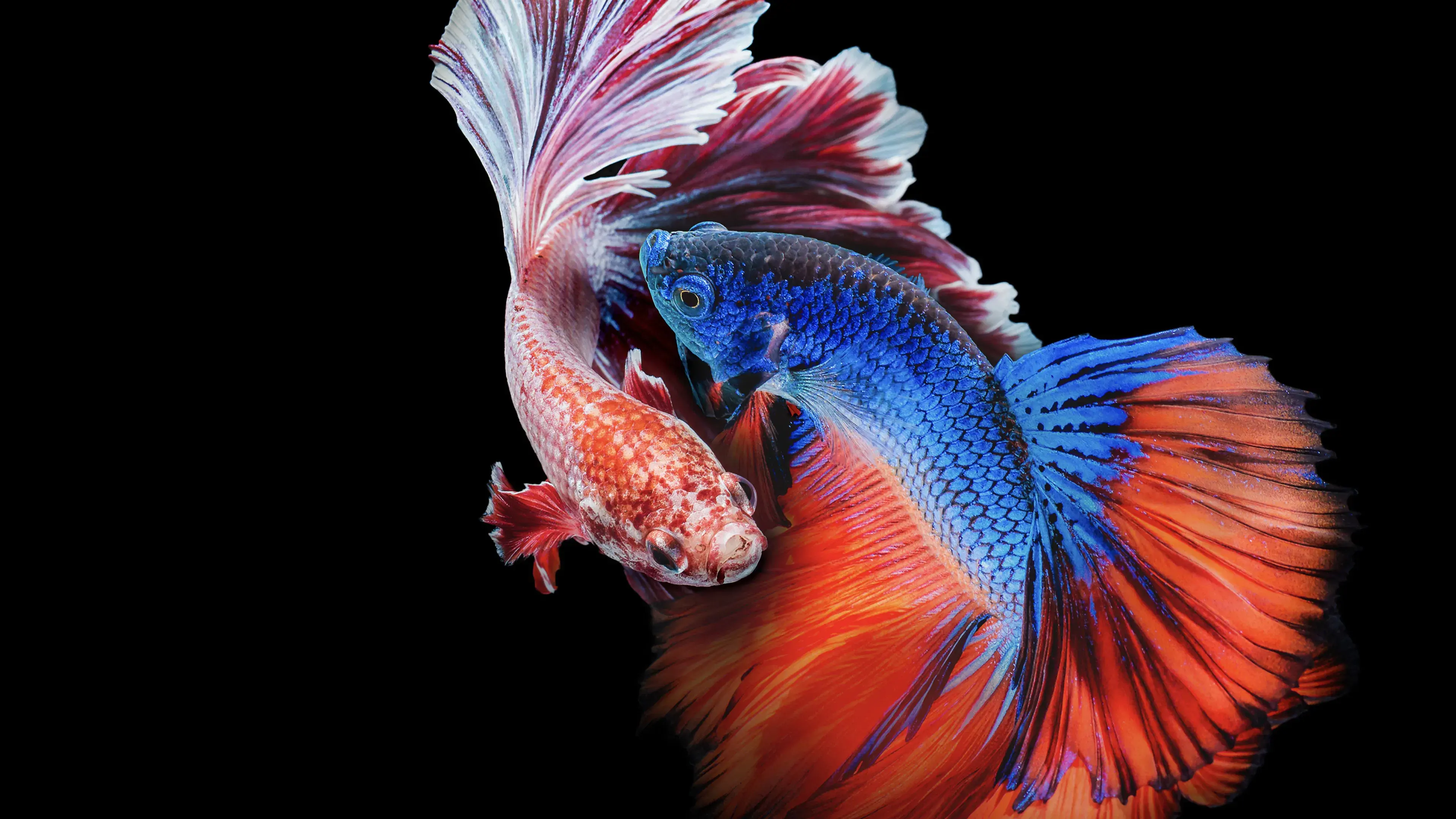 Ásia: Animais Extraordinários