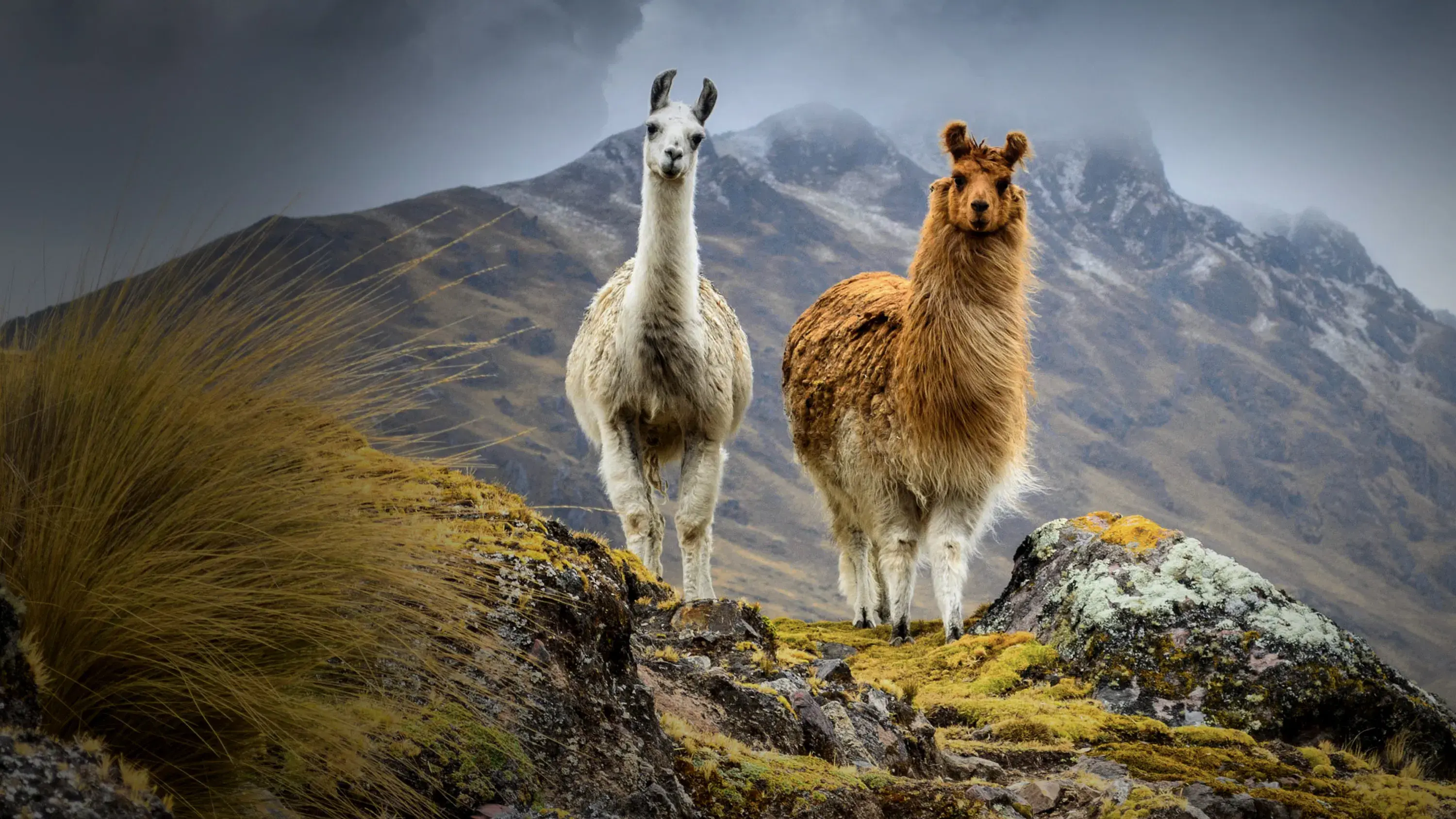 América do Sul Selvagem