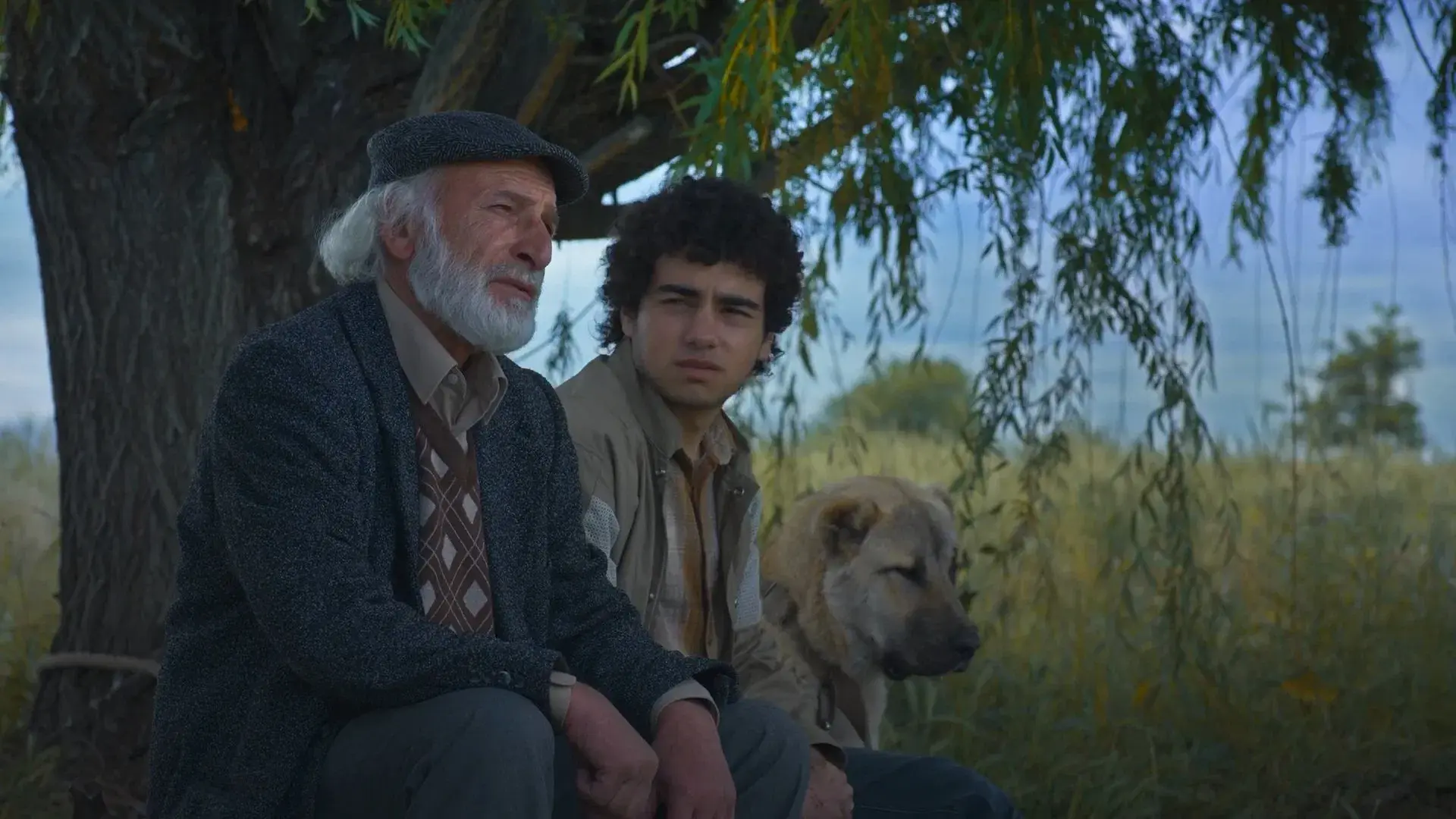 Արարատ Կղզի