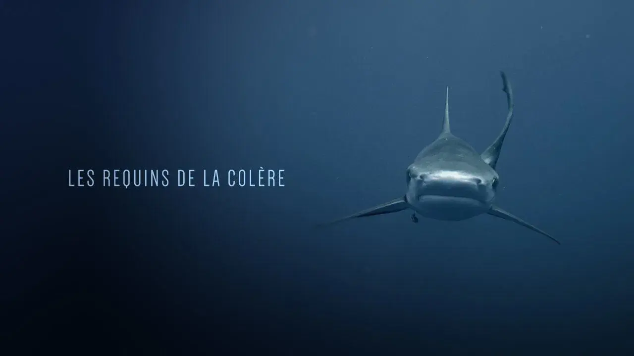 Les Requins de la Colère