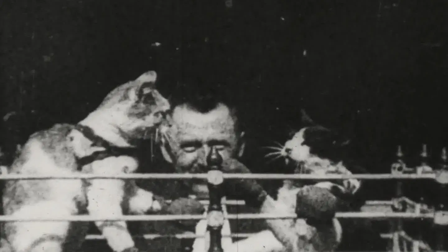 Prof. Welton's Boxing Cats