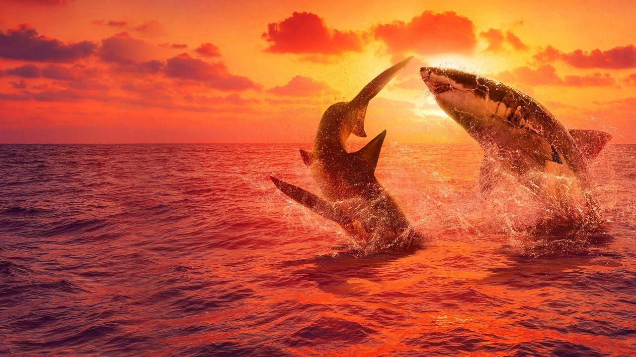 Clube da Luta dos Tubarões Brancos