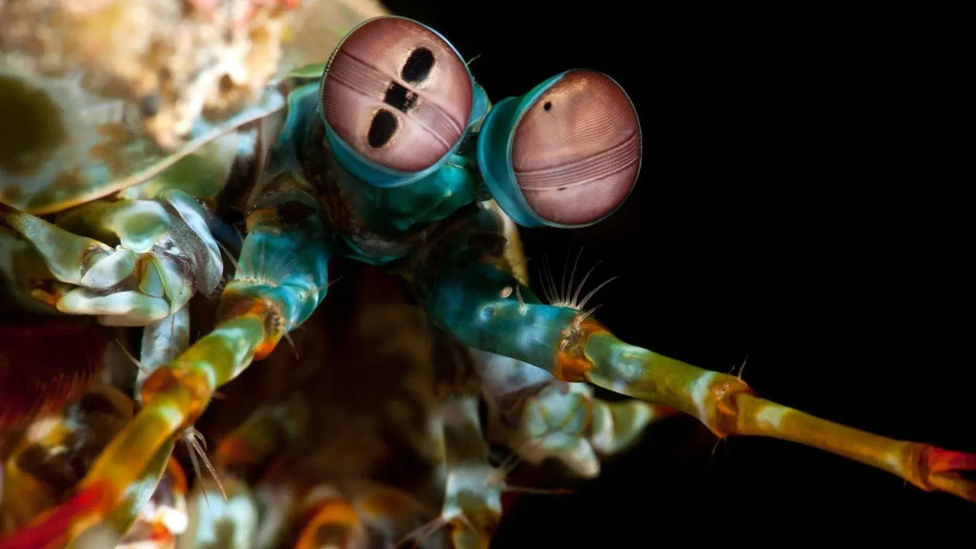 Animais Extraordinários do Oceano