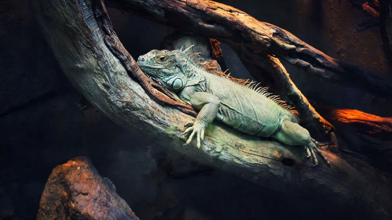 72 Animais Perigosos - América Latina