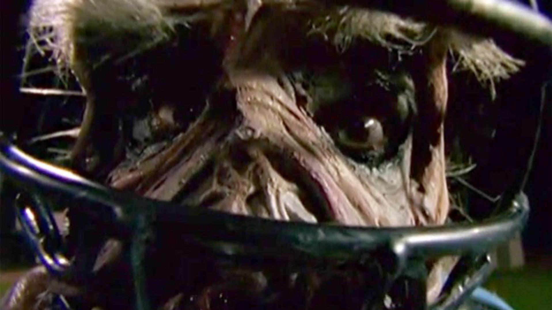 Goosebumps: Chillogy