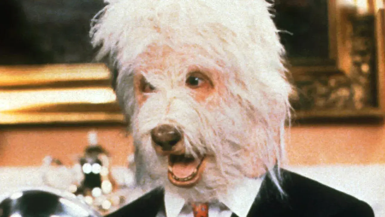 O Retorno do Cão Felpudo