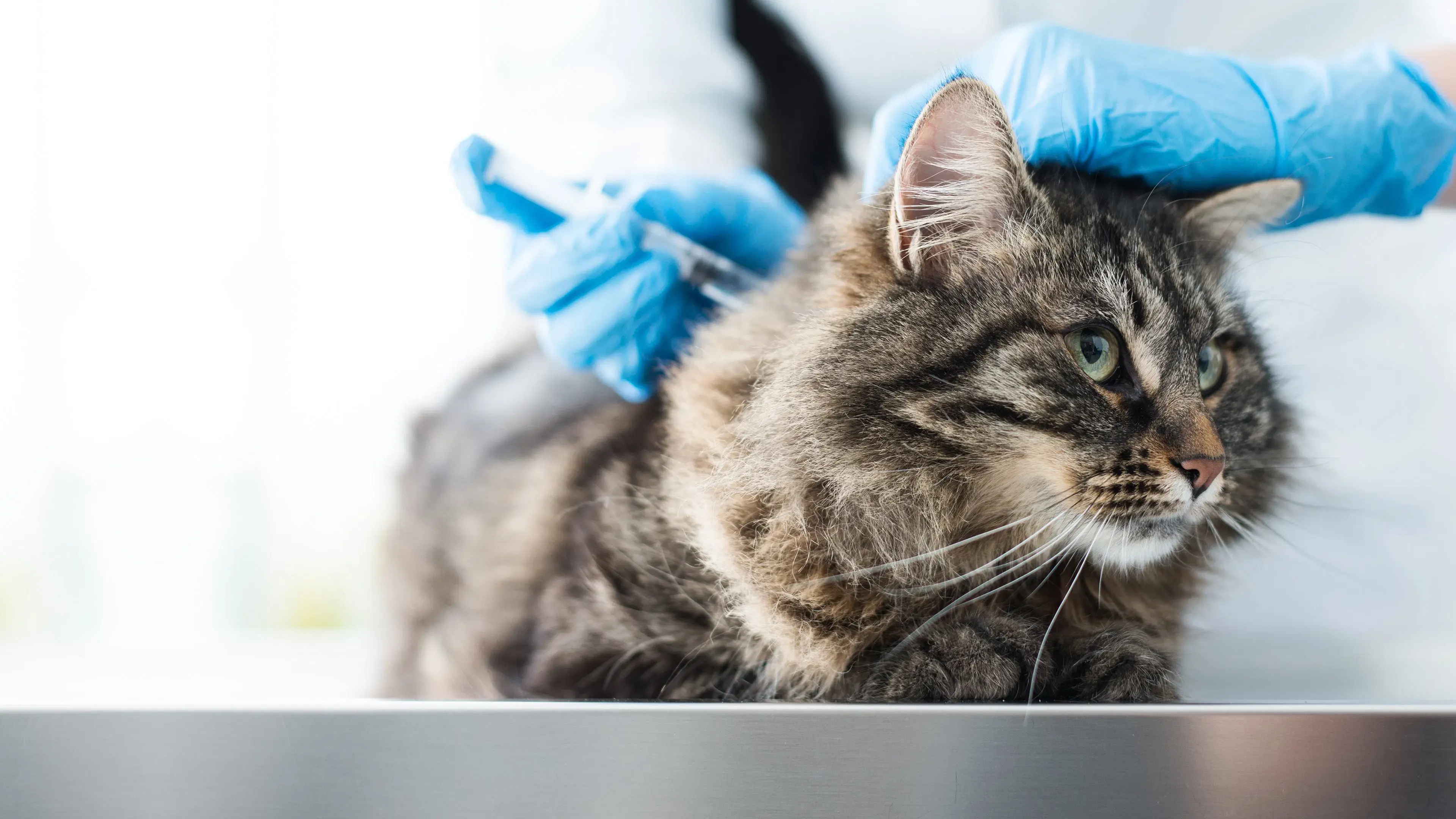 Pronto-Socorro Animal