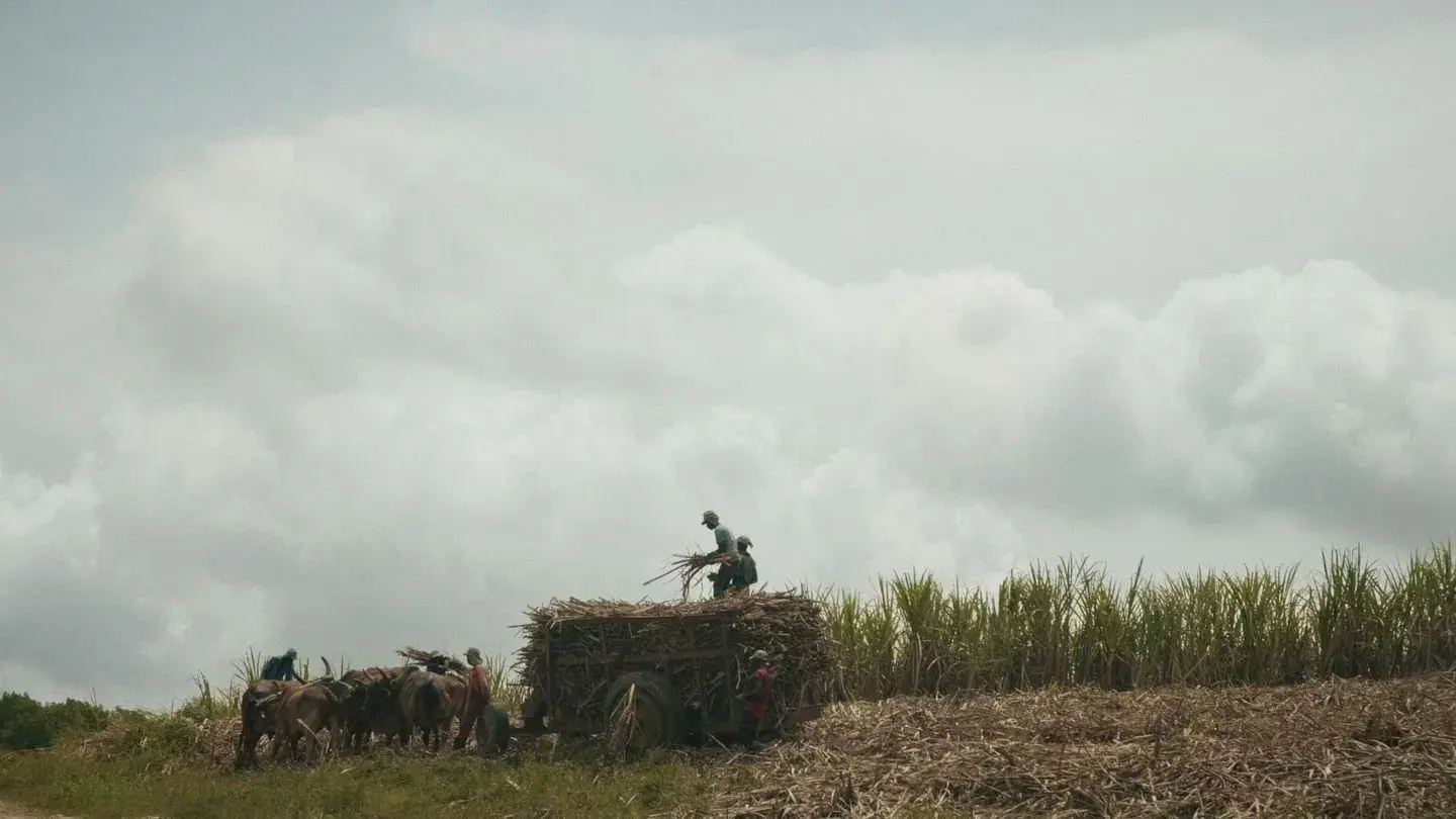 Le sucre, pour la douceur et pour le pire