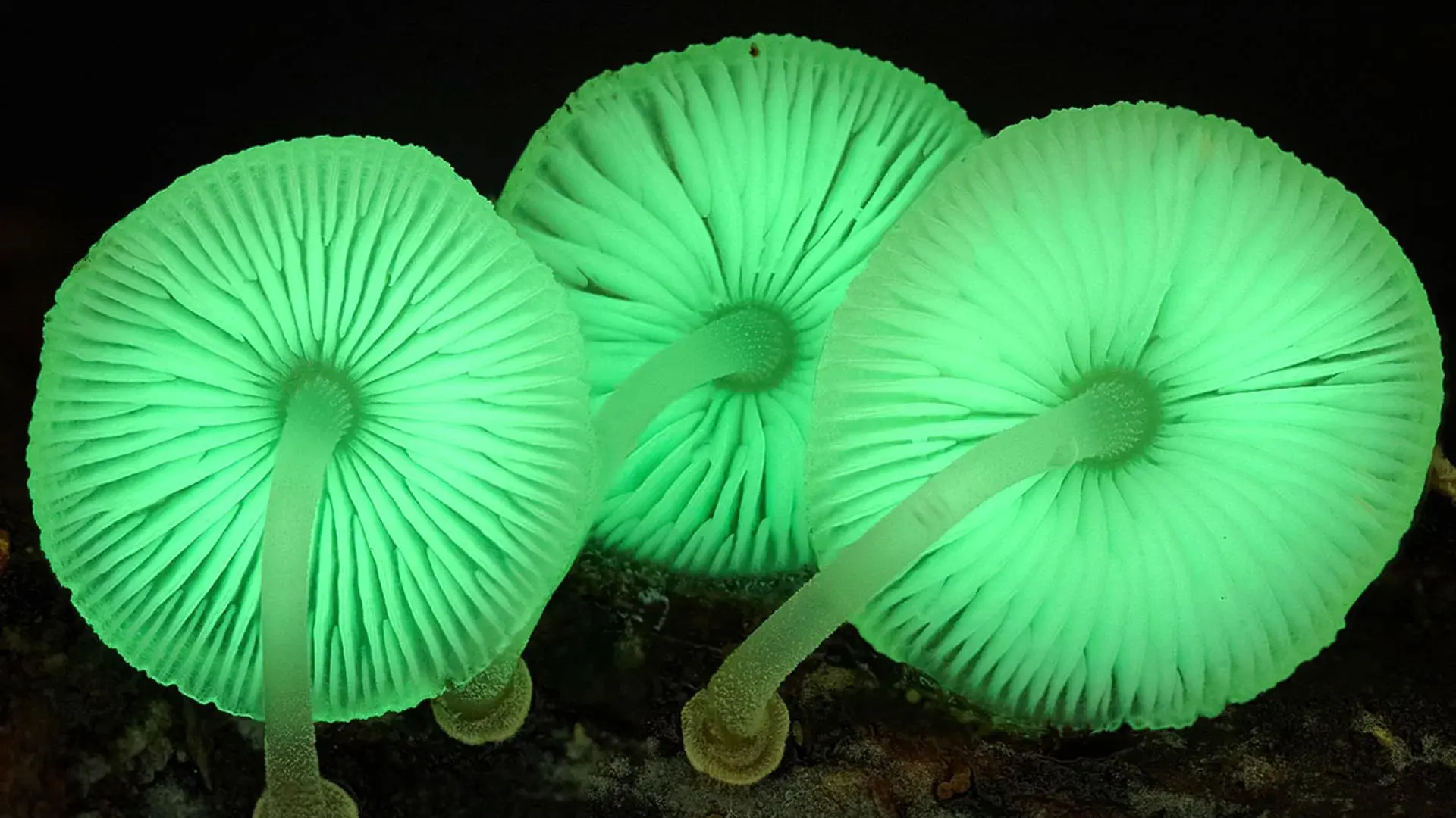 O Reino: Como os Fungos Fizeram o Nosso Mundo