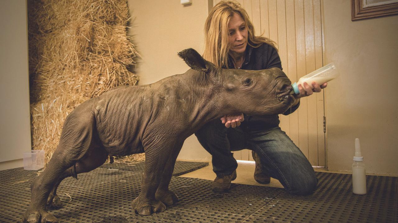 Stroop: Journey into the Rhino Horn War