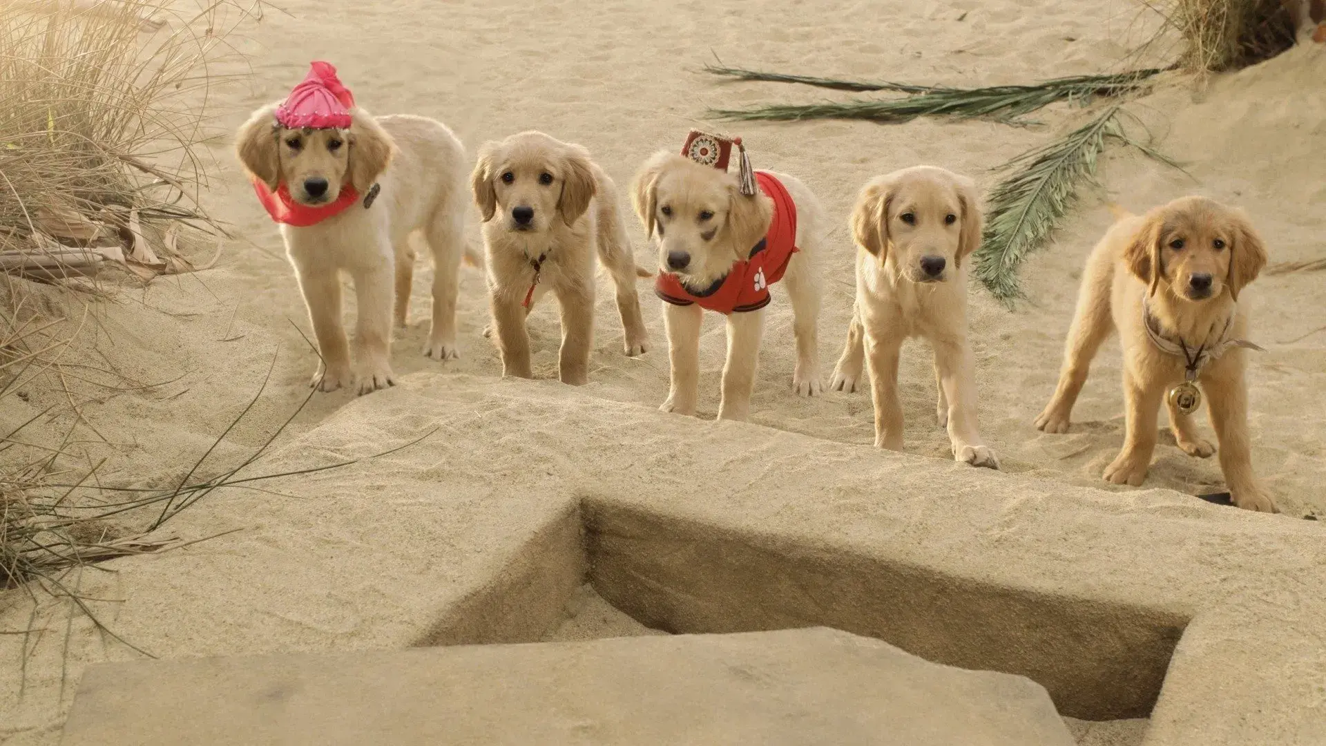 Treasure Buddies: Caça ao Tesouro