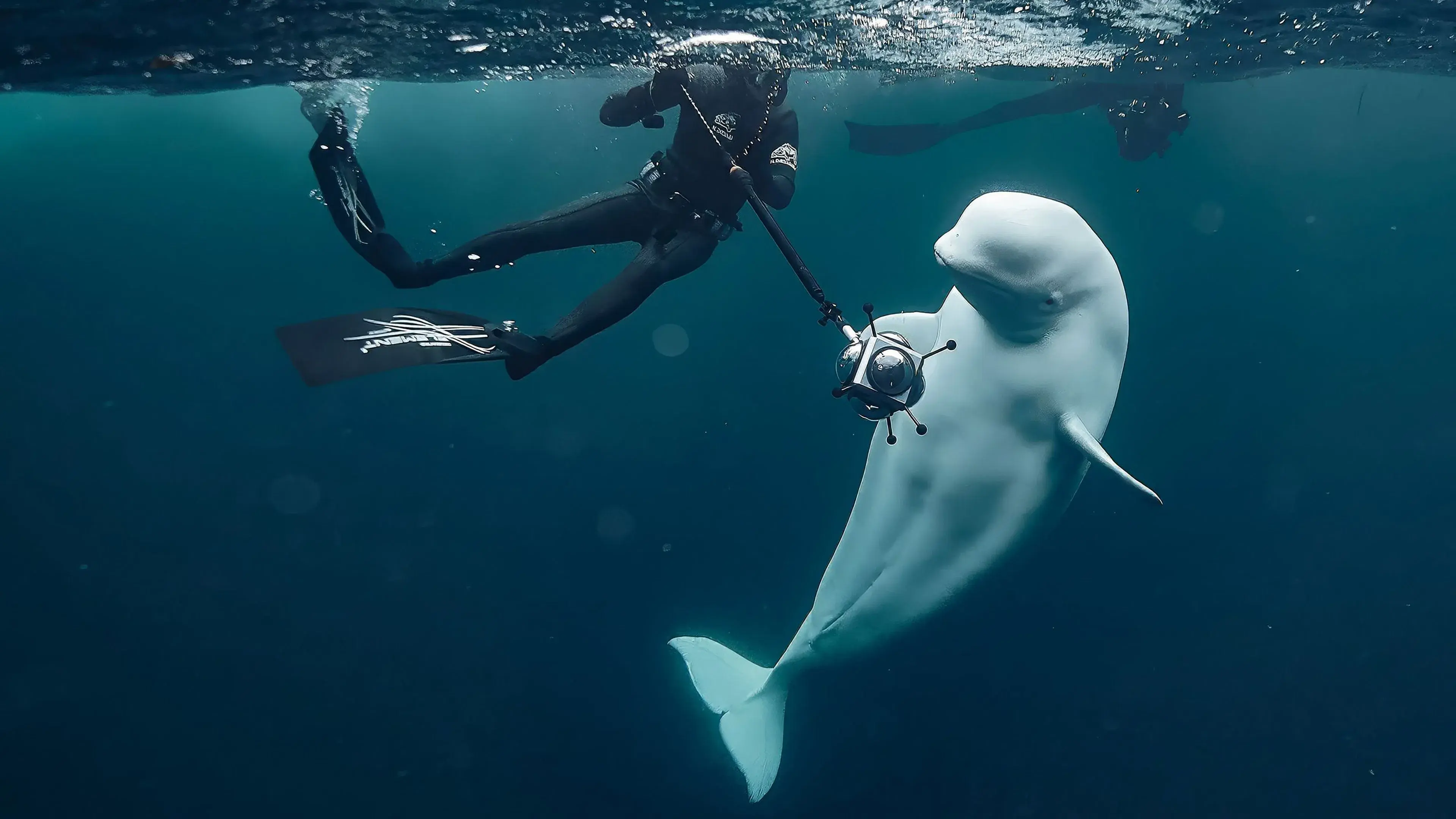 #hvaldimir - La Véritable histoire du béluga espion