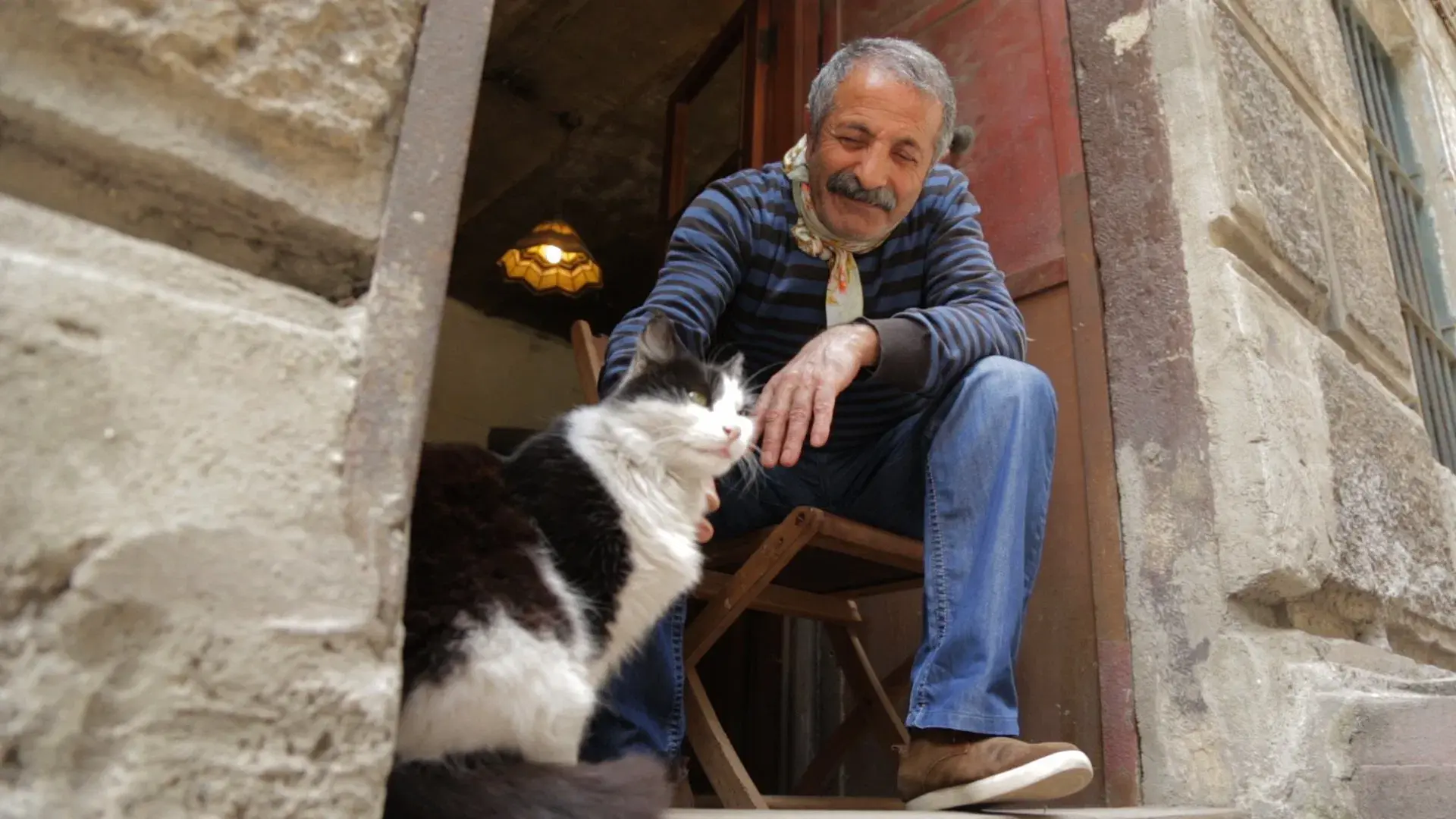 Nove vidas: Gatos em Istambul