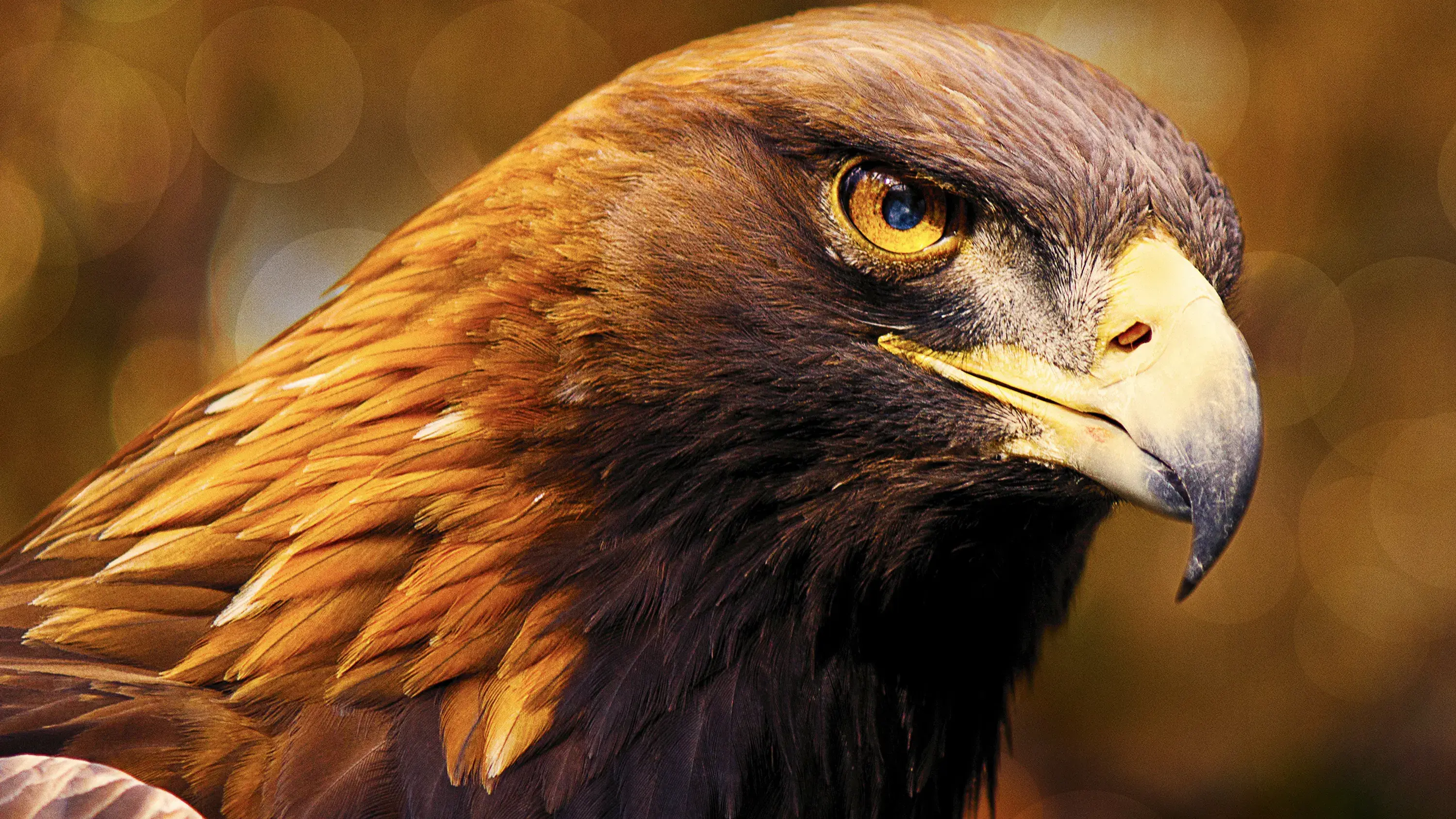 Bosques da Península Ibérica: A Vida no Limite