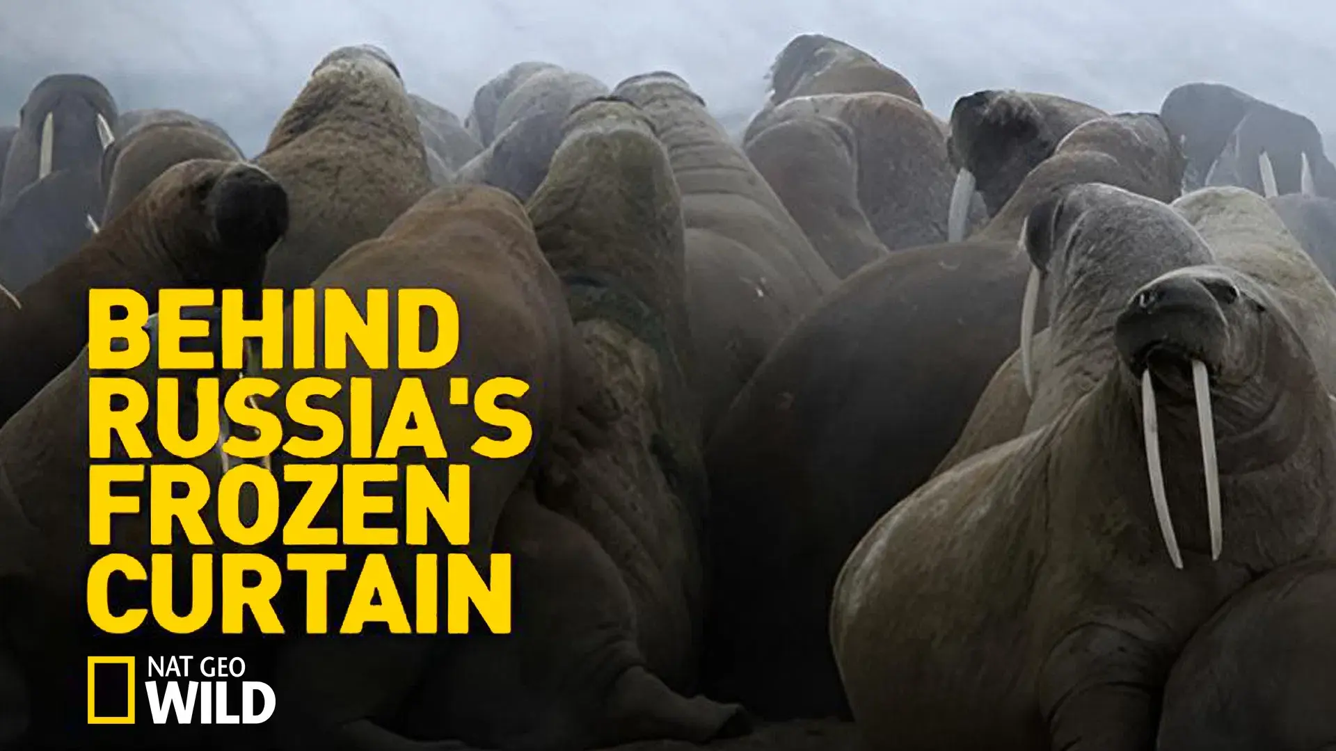 Descobrindo a Rússia Selvagem