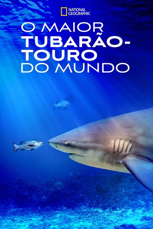 O Maior Tubarão-Touro do Mundo