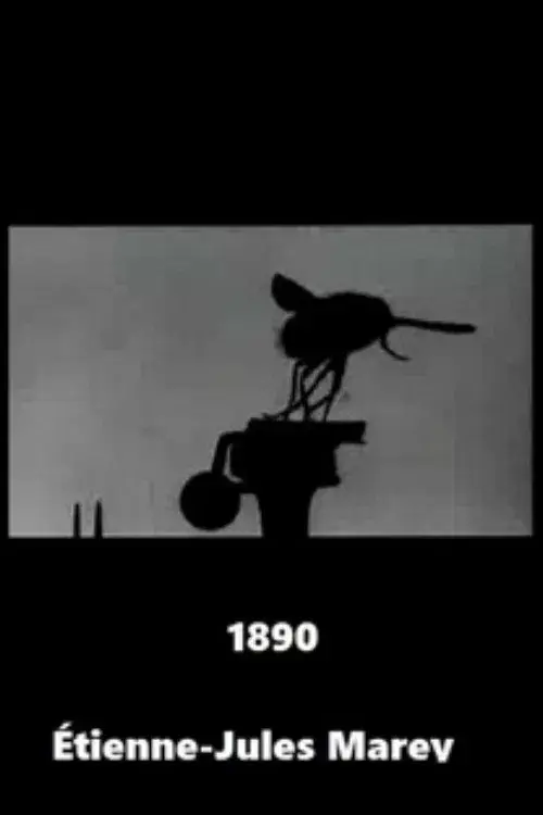 Vol de la grosse mouche bleue