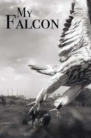 My Falcon